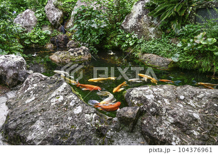 下田寝姿山、ひょうたん池の鯉 下田寝姿山、ひょうたん池の鯉 104376961