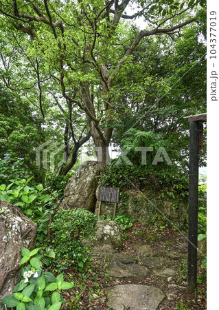 下田、寝姿山の石割楠 104377019