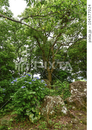 下田、寝姿山の石割楠 下田、寝姿山の石割楠 104377024
