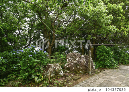 下田、寝姿山の石割楠 下田、寝姿山の石割楠 104377026