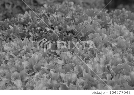 満開のつつじ 104377042