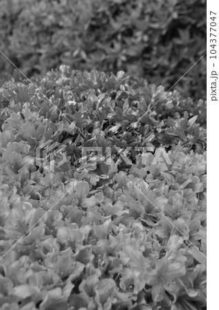 満開のつつじ 104377047