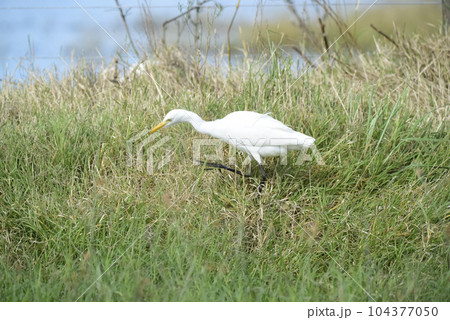 Egret hunting in grassland environment, La pampa, Argentina. Egret hunting in grassland environment, La pampa, Argentina. 104377050