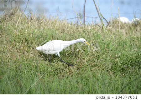 Egret hunting in grassland environment, La pampa, Argentina. Egret hunting in grassland environment, La pampa, Argentina. 104377051