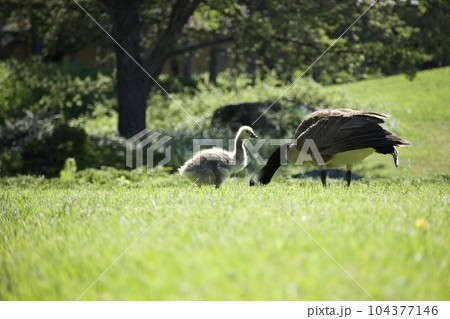 カナダグースの親子 104377146