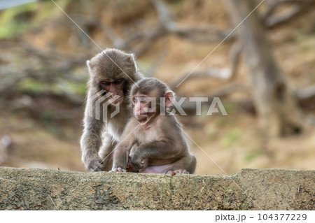 ニホンザルの子供　嵐山モンキーパークいわたやま 104377229
