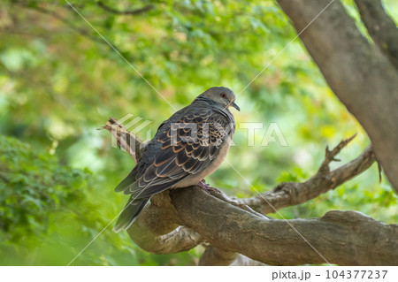 キジバト キジバト 104377237
