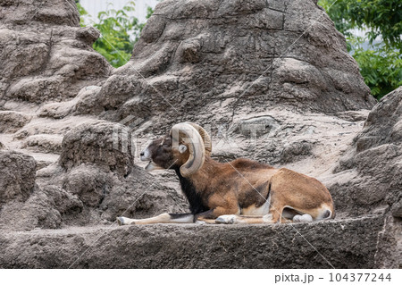 ムフロン　天王寺動物園 104377244