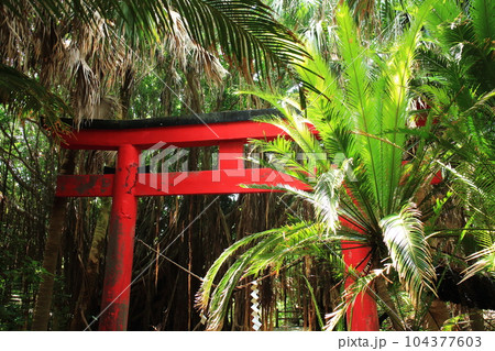 見上げる美しい御崎神社の鳥居 見上げる美しい御崎神社の鳥居 104377603