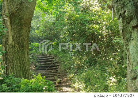 三ッ池公園を歩いた 104377907