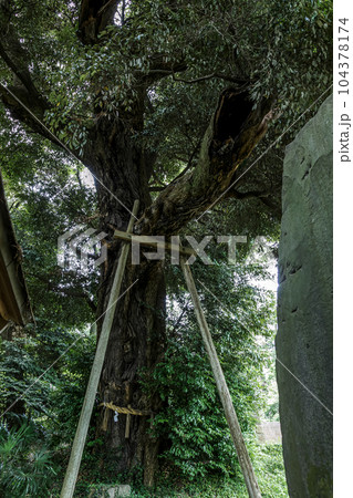 ひたちなか市指定天然記念物の湫尾神社のスダジイ ひたちなか市指定天然記念物の湫尾神社のスダジイ 104378174