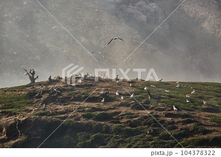 White Island Bird Colony White Island Bird Colony 104378322