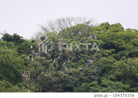 アオサギのコロニー 104378356