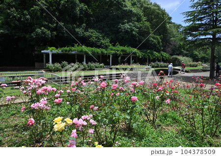 市川市大町自然観察園のバラ園 市川市大町自然観察園のバラ園 104378509