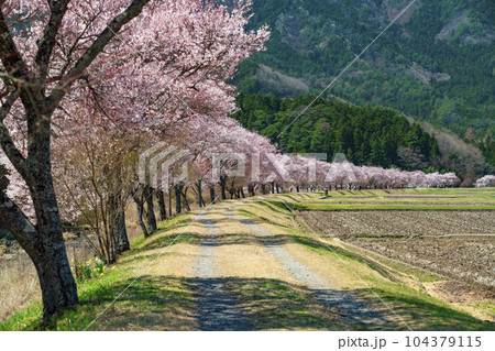愛知県設楽町　清水のコヒガンザクラ並木 104379115