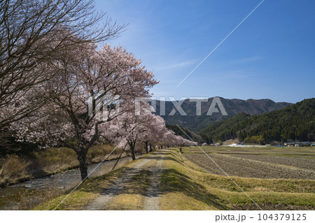 愛知県設楽町 清水のコヒガンザクラ並木 愛知県設楽町 清水のコヒガンザクラ並木 104379125