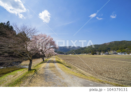 愛知県設楽町 清水のコヒガンザクラ並木 愛知県設楽町 清水のコヒガンザクラ並木 104379131