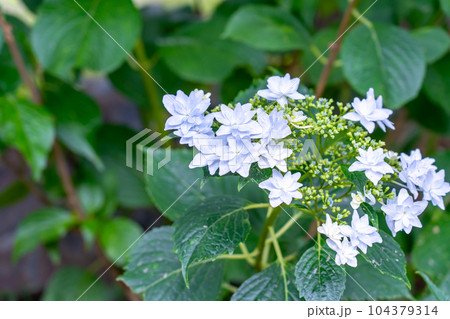 三重県津市　かざはやの里の薄青色のがく紫陽花の花 104379314