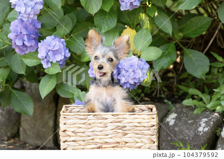 紫陽花とヨークシャテリアの珠夜 104379592