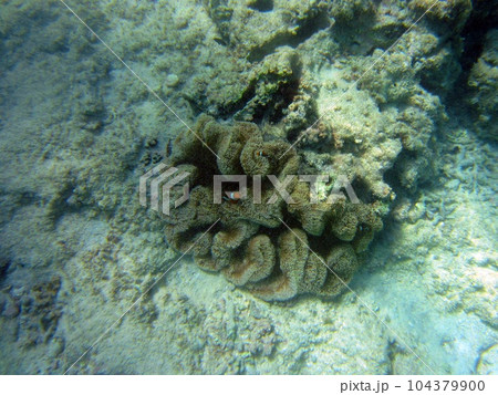 宮古島、シュノーケリング、沖縄 104379900