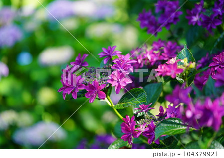 綺麗な紅色のガクアジサイ 104379921