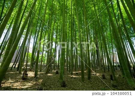 大門竹の子公園の新緑の竹林【エコイメージ】 大門竹の子公園の新緑の竹林【エコイメージ】 104380051