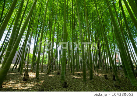 大門竹の子公園の新緑の竹林【エコイメージ】 104380052
