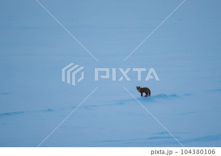 北海道　サロマ湖の狐 104380106