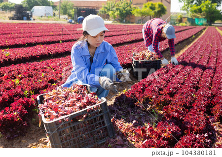 Girl gardener harvesting lettuce on field 104380181