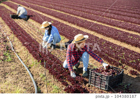 Young workwoman harvesting red lettuce leaves on farm field Young workwoman harvesting red lettuce leaves on farm field 104380187
