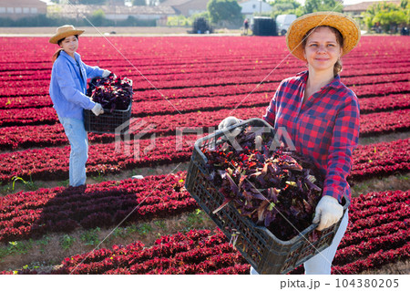 Smiling woman gardener with crate of fresh lettuce 104380205
