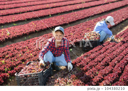 Happy young female farmer gathering crop of red lettuce 104380210