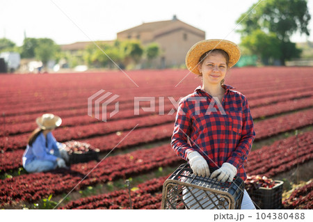 Smiling woman gardener with crate on red lettuce field 104380488