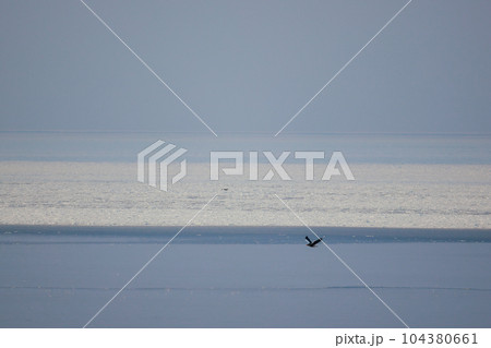 能取岬に流れ着く流氷 104380661