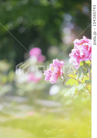 ボタンの花 104380745