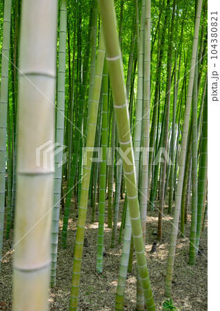 大門竹の子公園の新緑の竹林【エコイメージ】 104380821