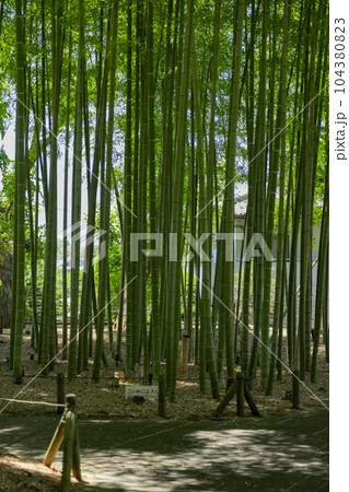 大門竹の子公園の新緑の竹林【エコイメージ】 104380823