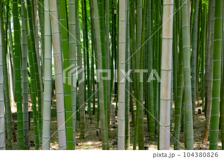 大門竹の子公園の新緑の竹林【エコイメージ】 104380826