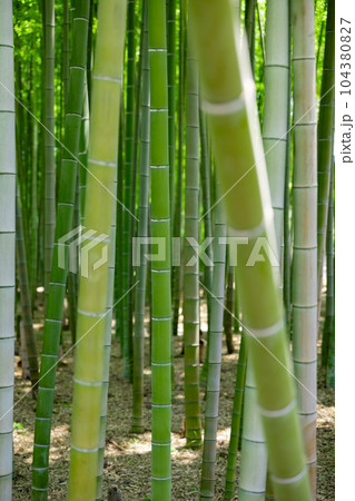 大門竹の子公園の新緑の竹林【エコイメージ】 104380827