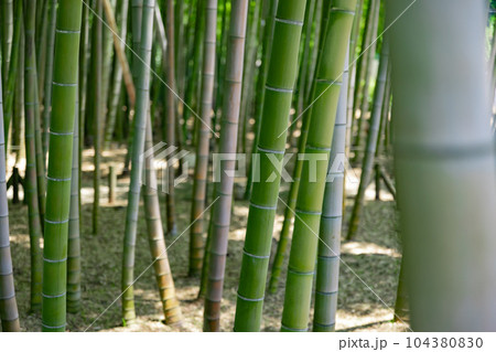 大門竹の子公園の新緑の竹林【エコイメージ】 大門竹の子公園の新緑の竹林【エコイメージ】 104380830