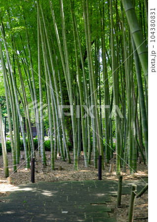 大門竹の子公園の新緑の竹林【エコイメージ】 104380831