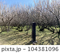 湯之宮座論梅（宮崎県新富町） 104381096