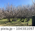湯之宮座論梅（宮崎県新富町） 104381097