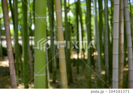 大門竹の子公園の新緑の竹林【エコイメージ】 104381371