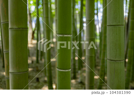 大門竹の子公園の新緑の竹林【エコイメージ】 104381390
