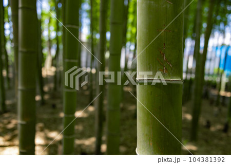 大門竹の子公園の新緑の竹林【エコイメージ】 104381392
