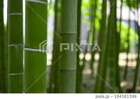 大門竹の子公園の新緑の竹林【エコイメージ】 104381399