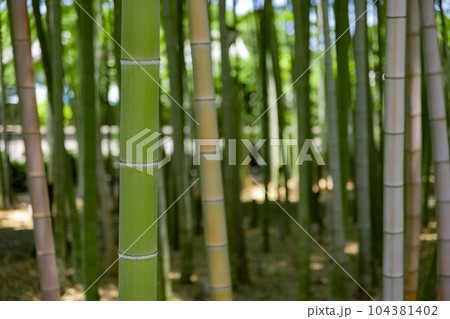 大門竹の子公園の新緑の竹林【エコイメージ】 104381402