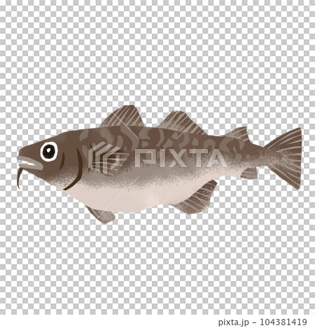 鱈魚的水彩插圖 104381419