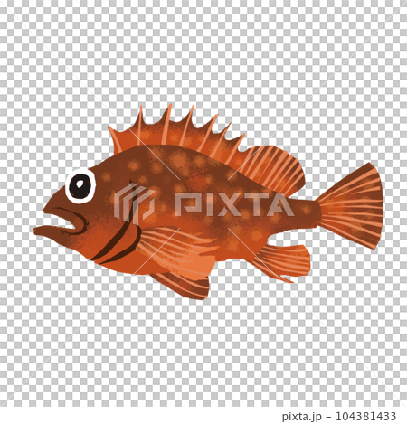 Scorpion fish watercolor style illustration Scorpion fish watercolor style illustration 104381433